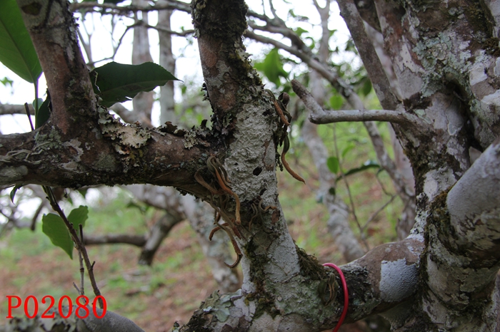 Canon EOS 60D4