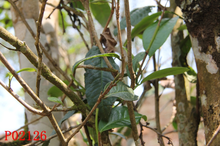 Canon EOS 60D5