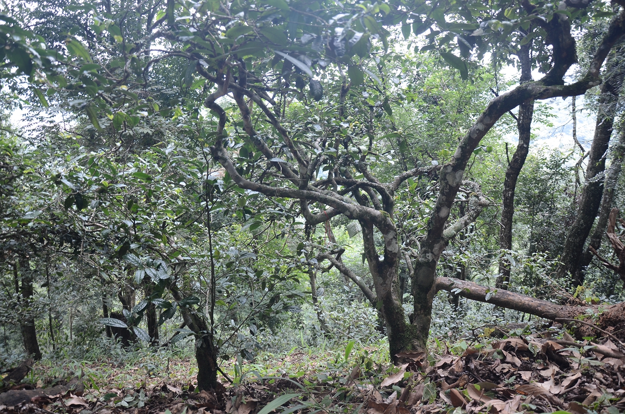 DSC_1694