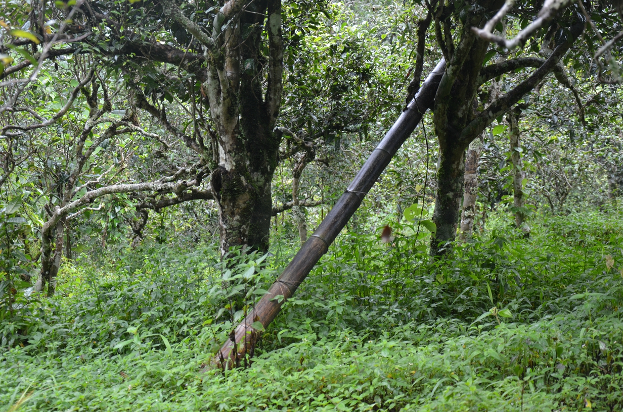 DSC_4362