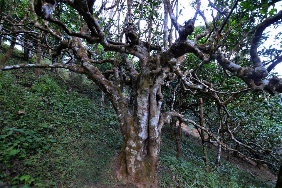 南糯山半坡寨900年栽培型茶王树