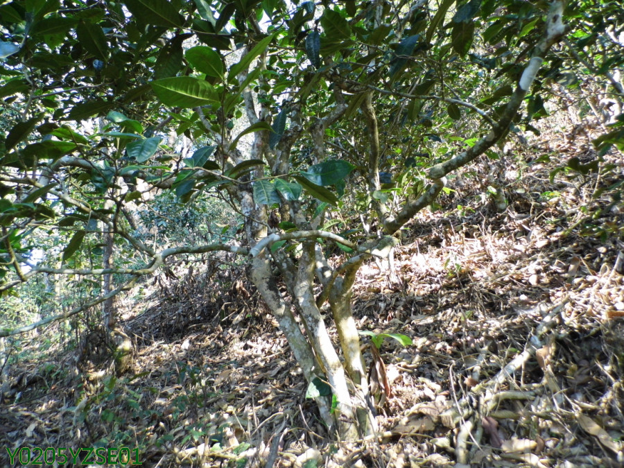 Y01PQ005