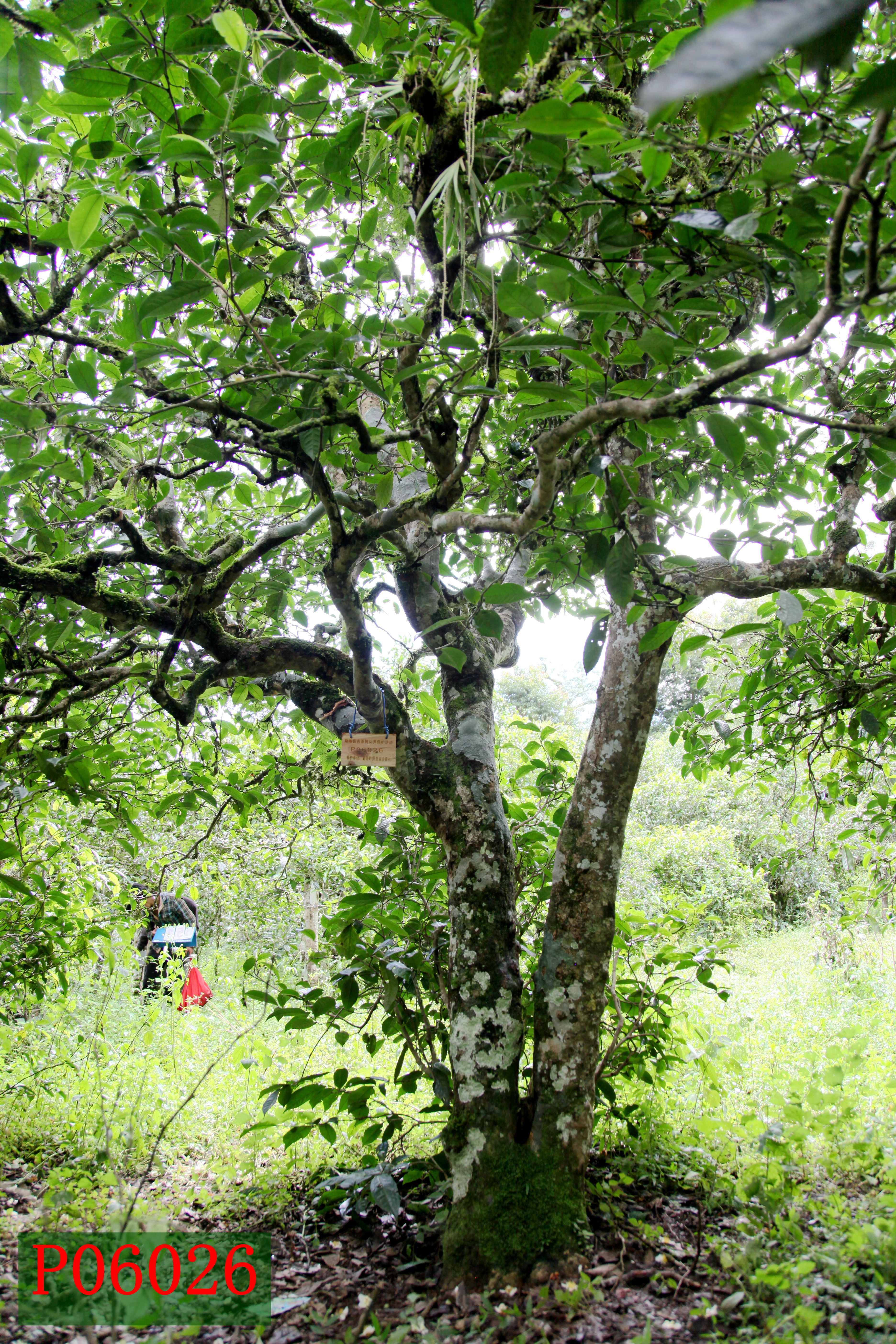 开屏新闻-了不起的云南古茶树｜3200岁！世界上最大古茶树在这里
